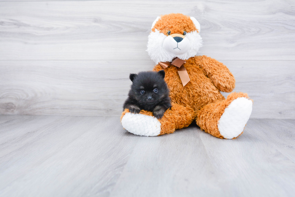 Funny Pomeranian Baby