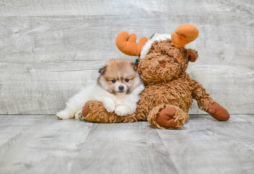 Pomeranian Pup Being Cute