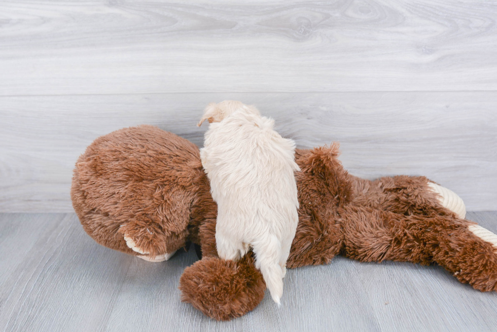 Energetic Maltepoo Poodle Mix Puppy