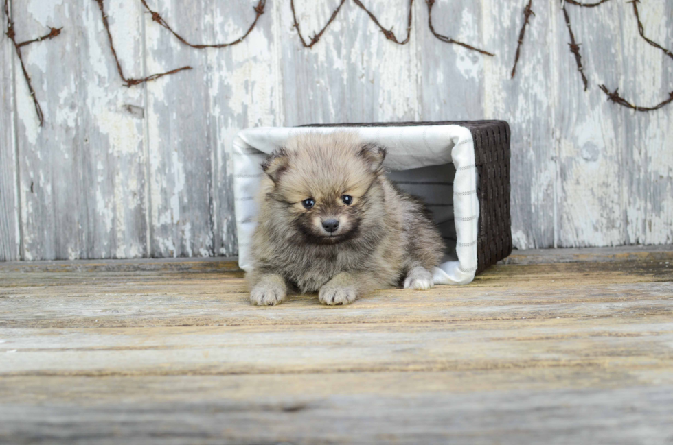 Pomeranian Puppy for Adoption