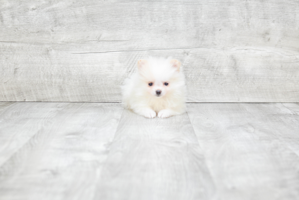 Pomeranian Pup Being Cute