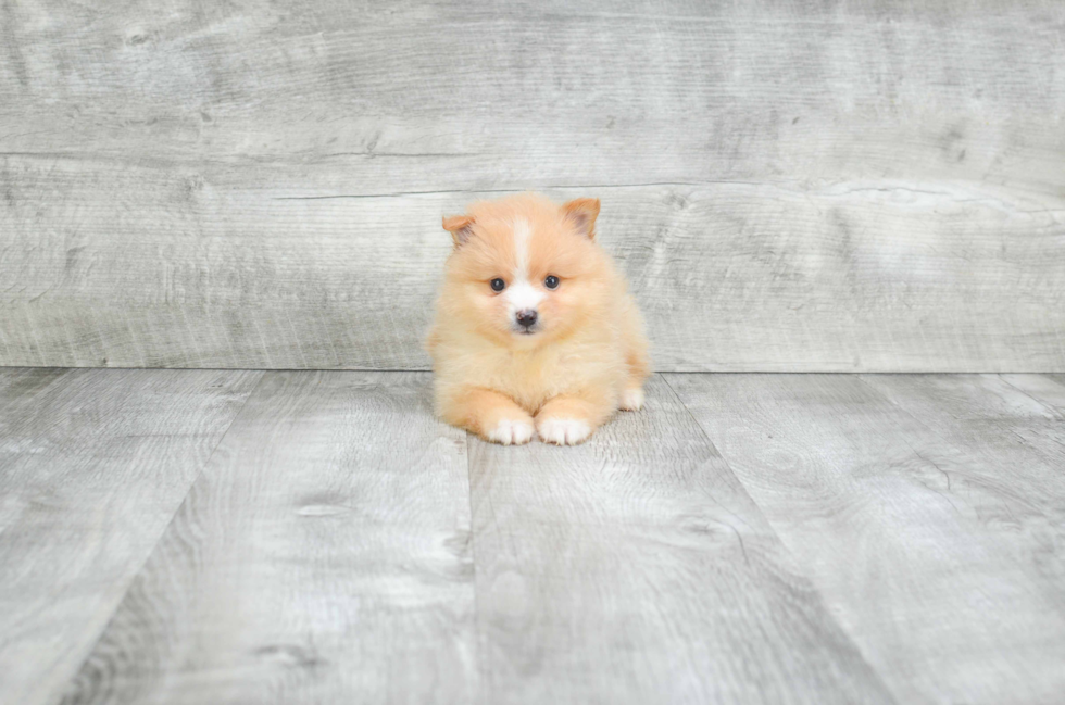 Best Pomeranian Baby