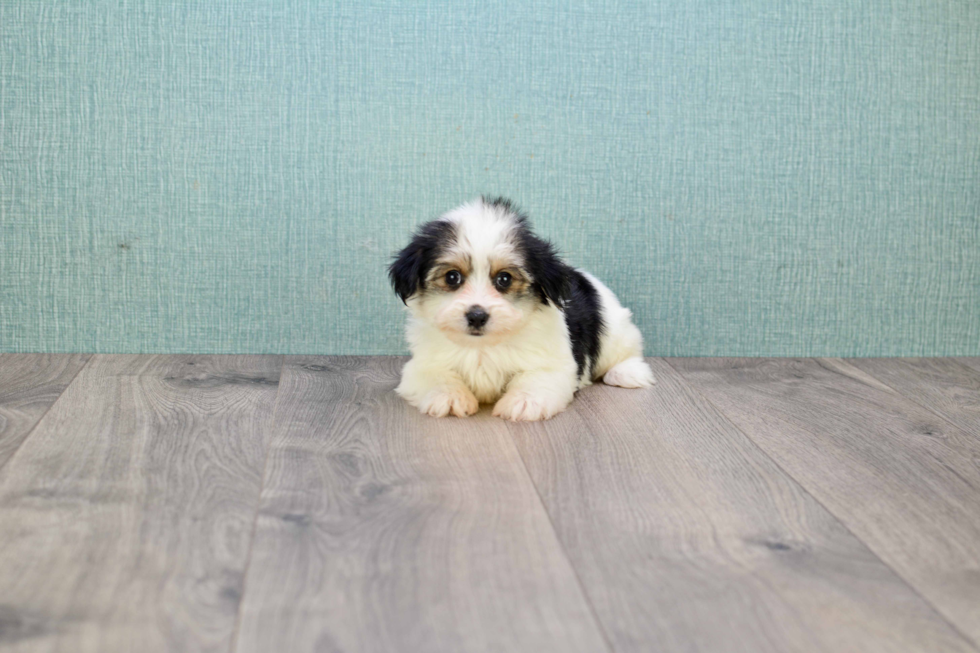 Fluffy Morkie Designer Pup