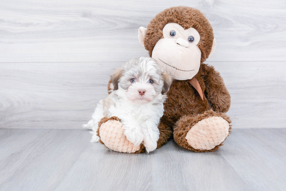 Hypoallergenic Havanese Purebred Pup