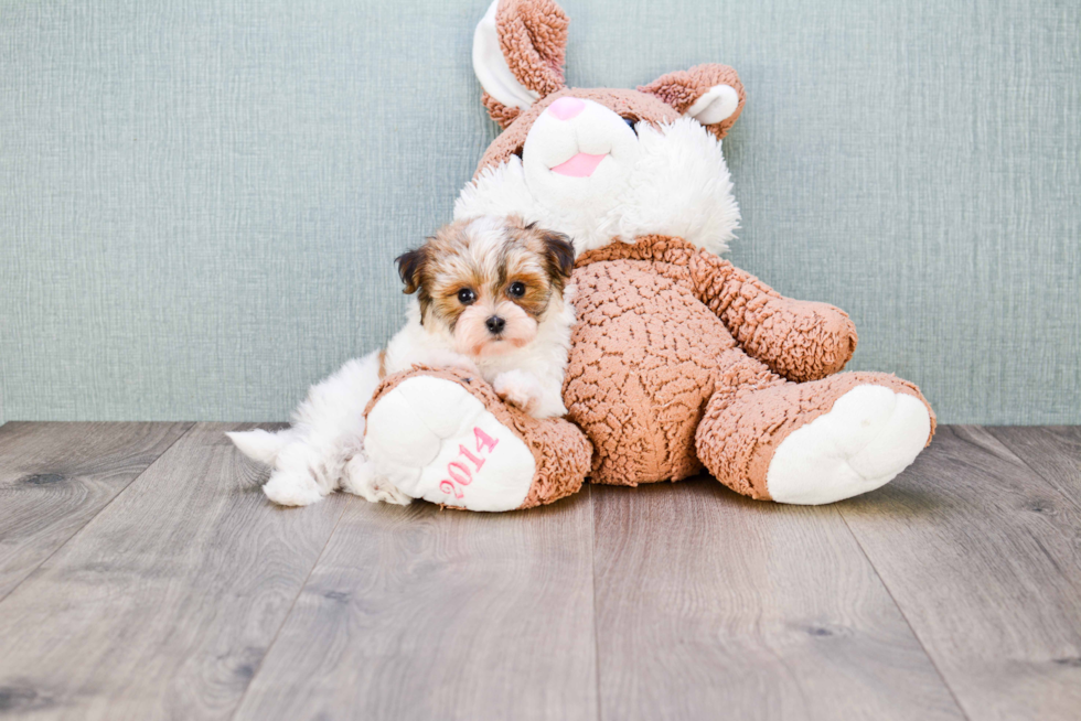 Hypoallergenic Yorkie Designer Puppy