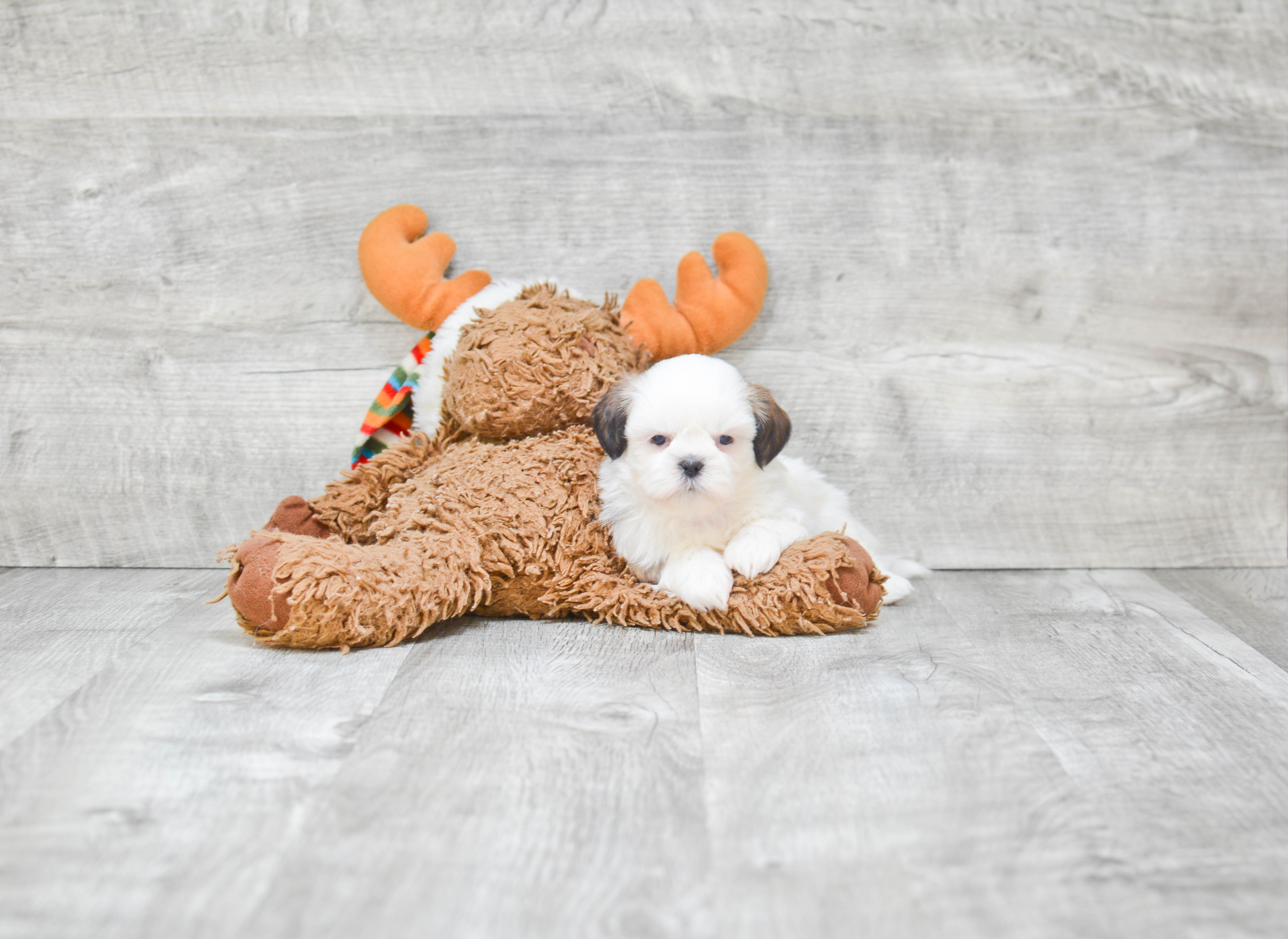 Teddy Bear Pup Being Cute