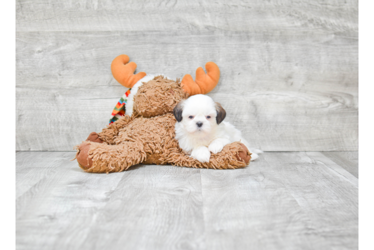 Teddy Bear Pup Being Cute