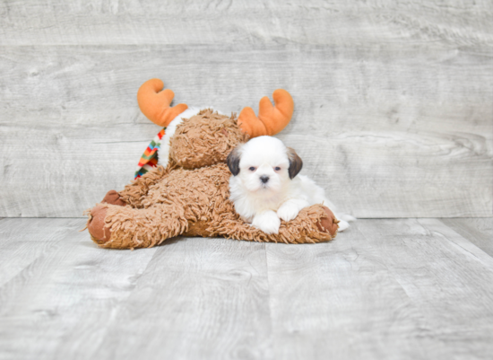 Teddy Bear Pup Being Cute