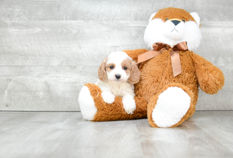 Sweet Cavapoo Baby