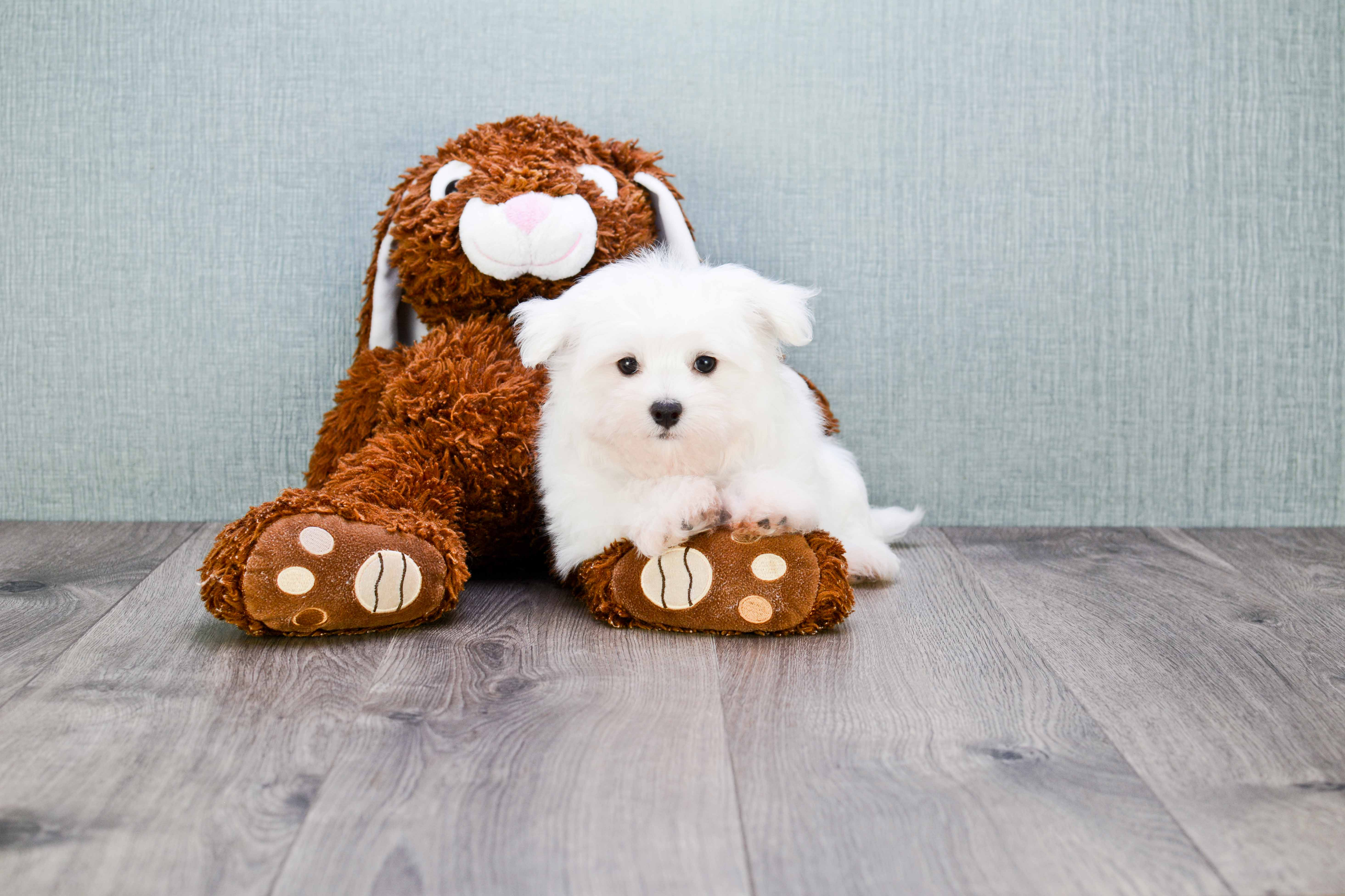 Adorable Maltese Purebred Puppy