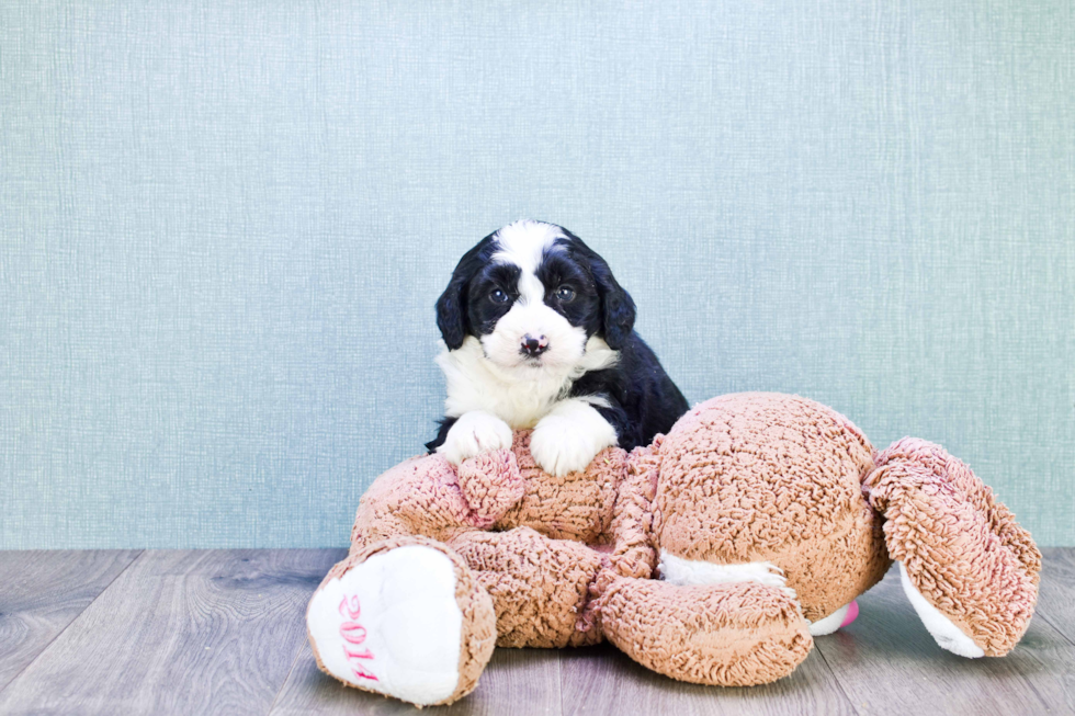 Mini Bernedoodle Puppy for Adoption