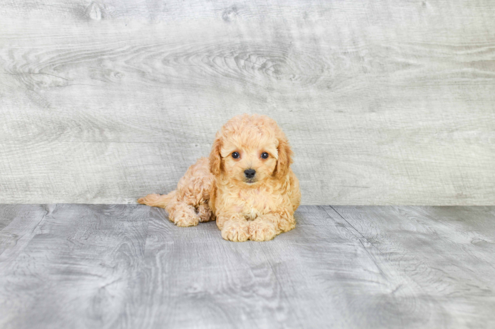 Small Cavapoo Baby