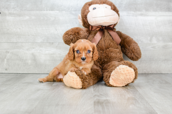 Small Cavalier King Charles Spaniel Baby