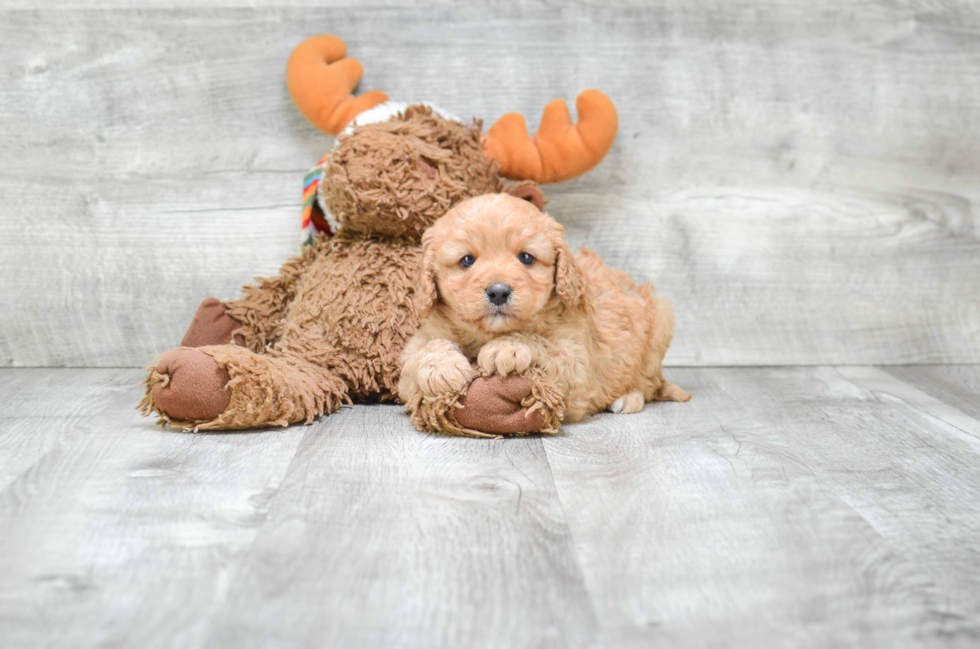 Happy Cavapoo Baby