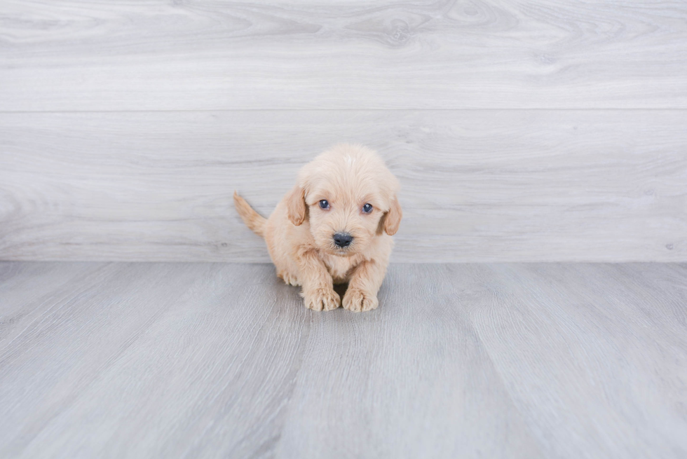 Energetic Golden Retriever Poodle Mix Puppy