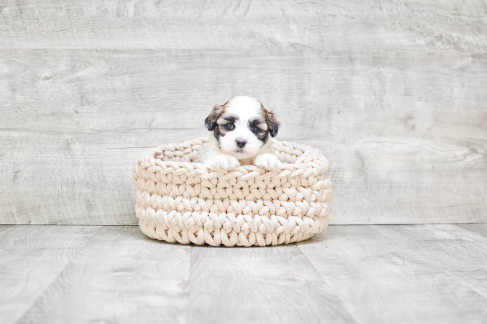 Teddy Bear Pup Being Cute