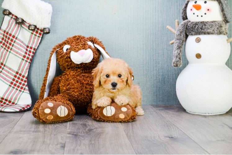 Energetic Maltepoo Poodle Mix Puppy