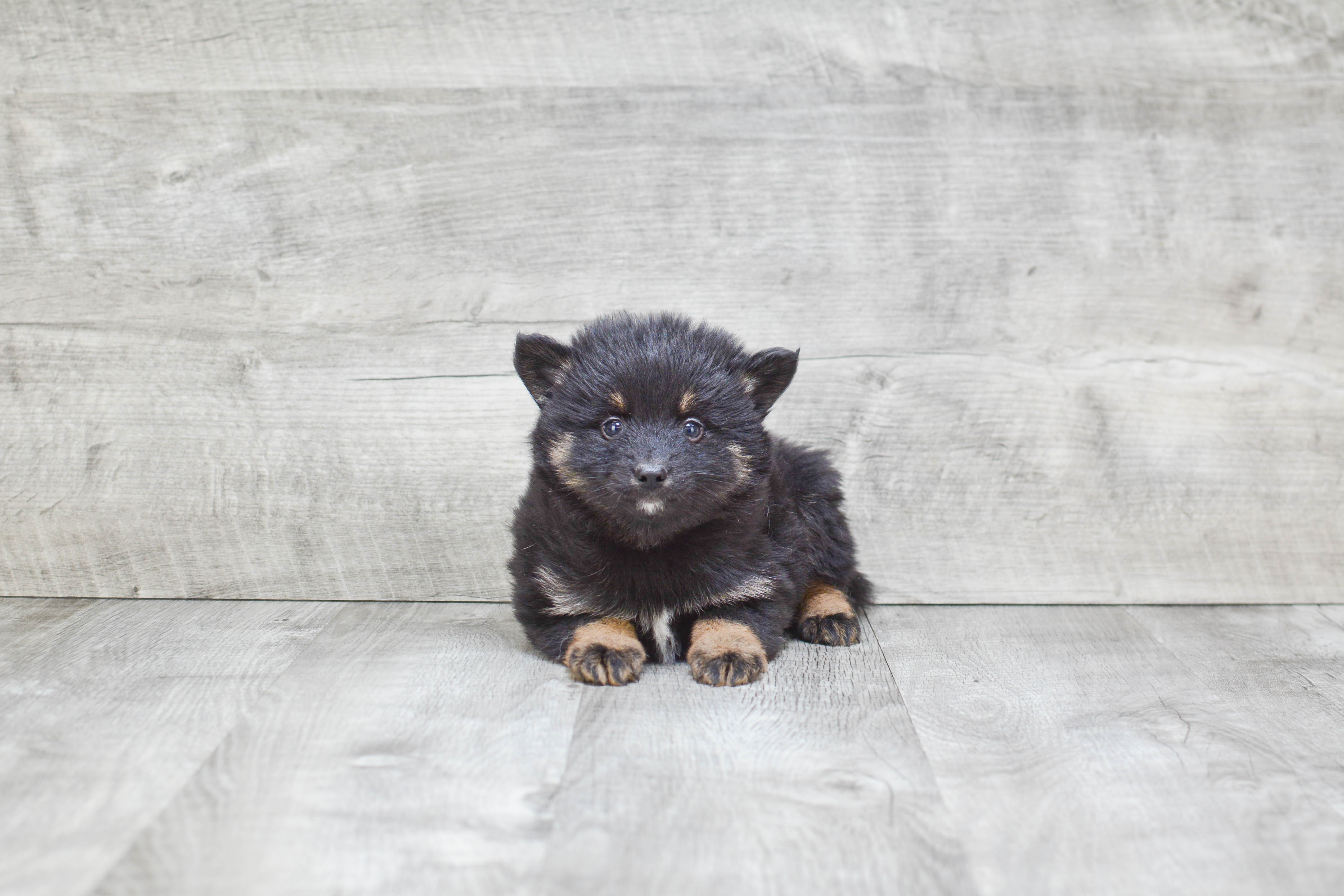 Adorable Mini Husky Designer Puppy