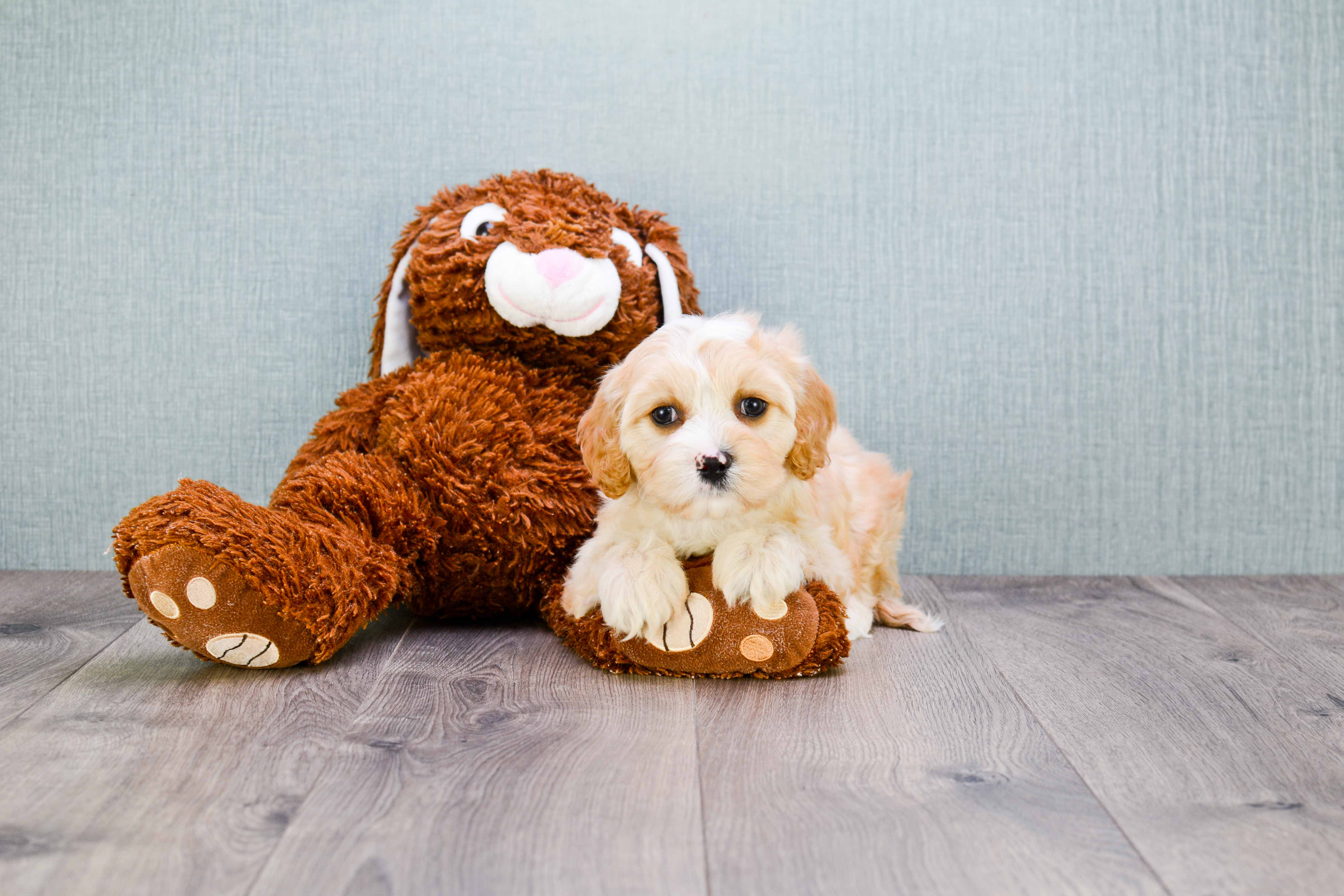 Cavachon Puppy for Adoption