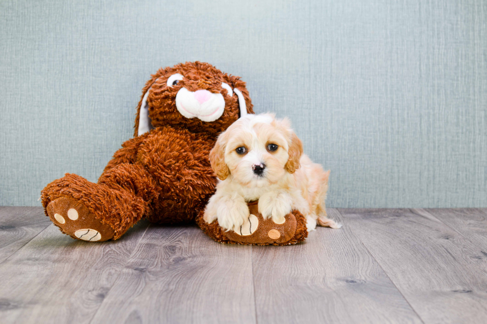 Cavachon Puppy for Adoption