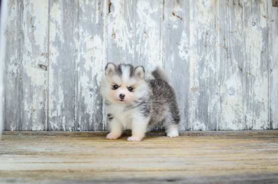 Best Pomsky Baby