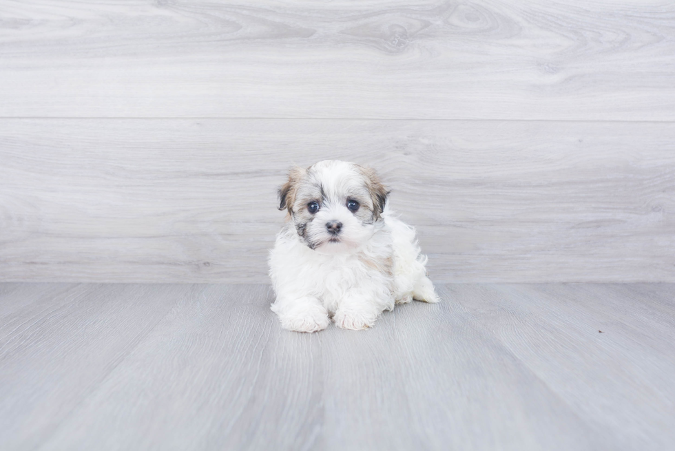 Best Havanese Baby