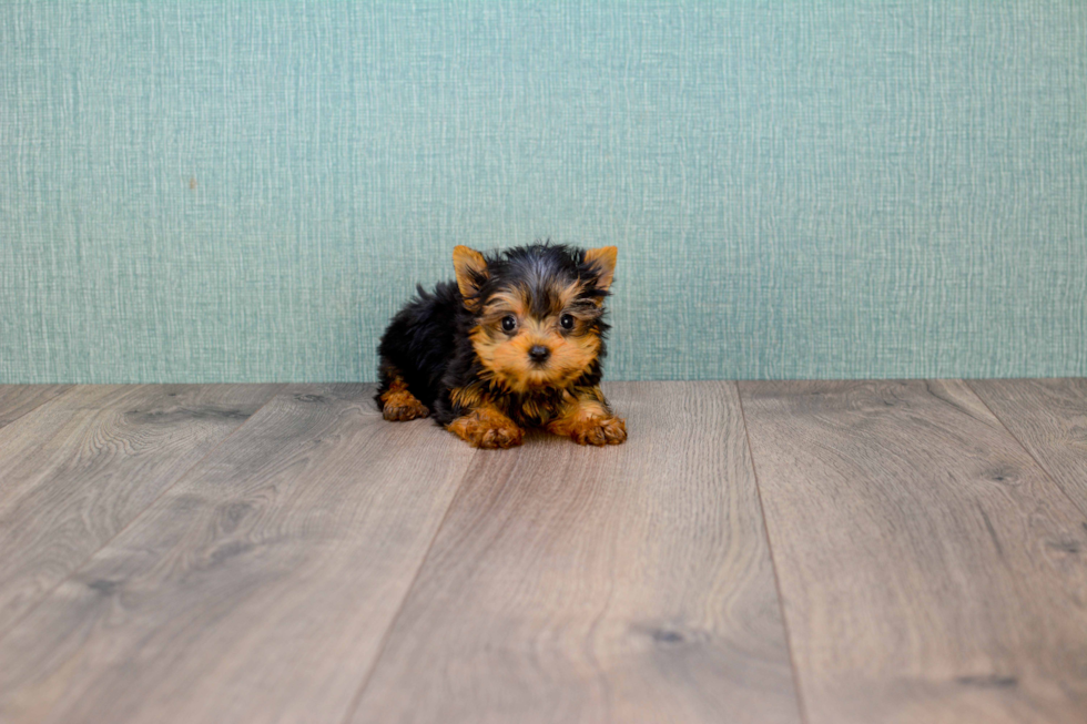 Meet Giselle - our Yorkshire Terrier Puppy Photo 