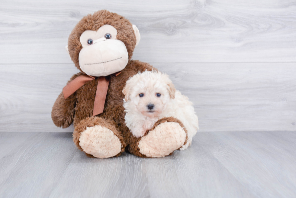 Hypoallergenic Maltese Poodle Poodle Mix Puppy