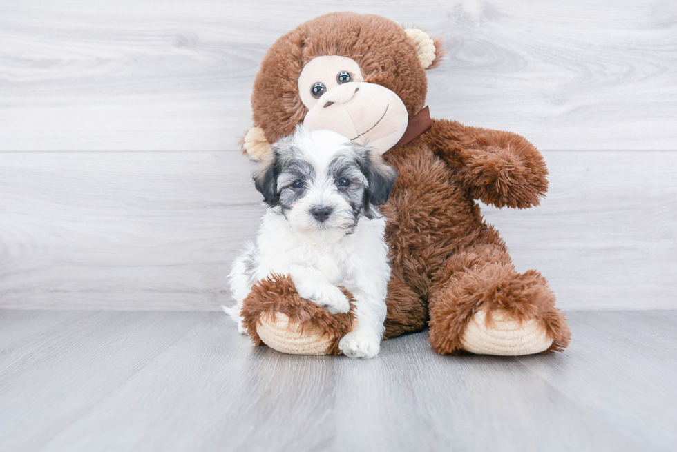 Havanese Puppy for Adoption