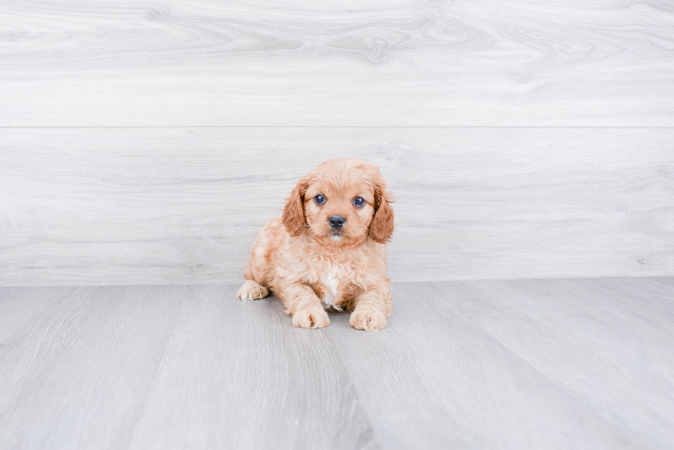 Cavapoo Pup Being Cute