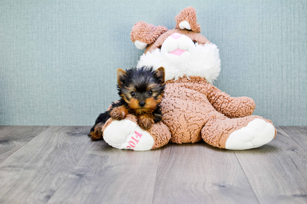 Meet Ronaldo - our Yorkshire Terrier Puppy Photo 