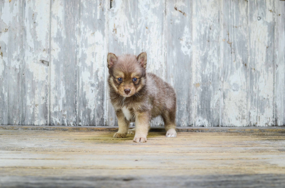 Pomsky Pup Being Cute