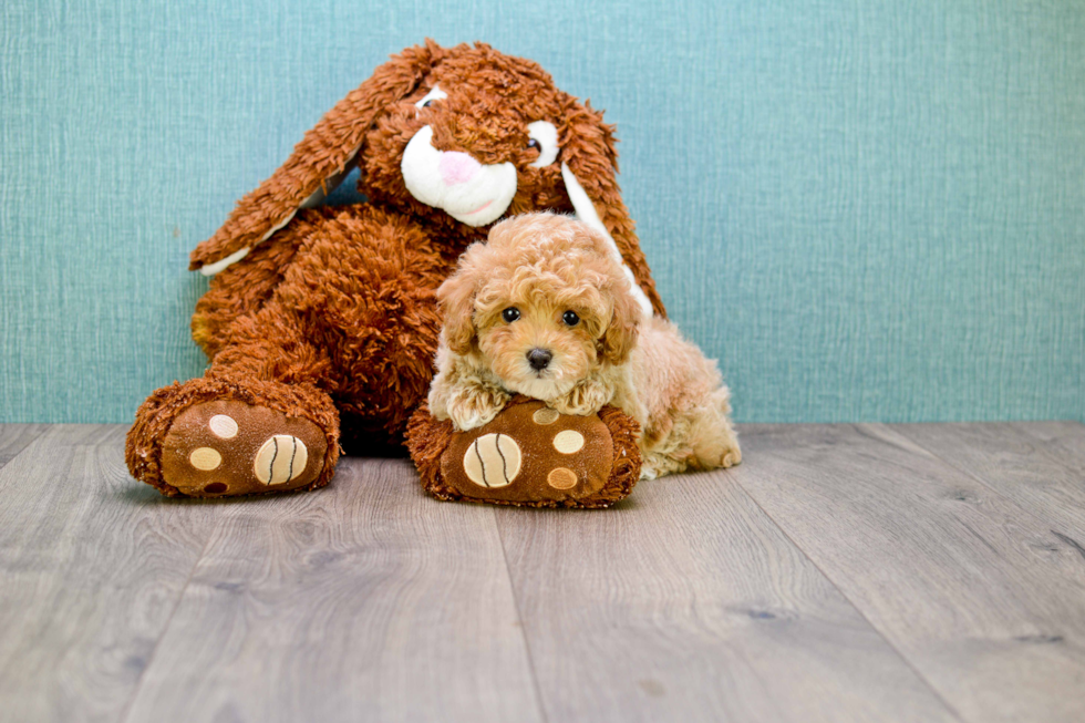 Hypoallergenic Cavoodle Poodle Mix Puppy