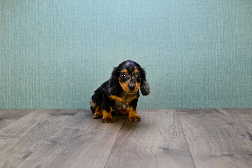 Cute Dachshund Purebred Puppy