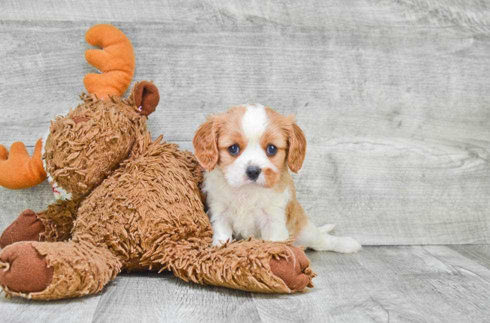 Hypoallergenic Cavalier King Charles Spaniel Purebred Pup