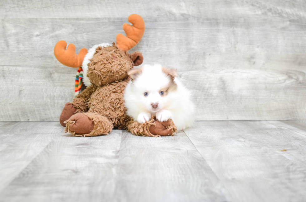 Sweet Pomeranian Purebred Puppy