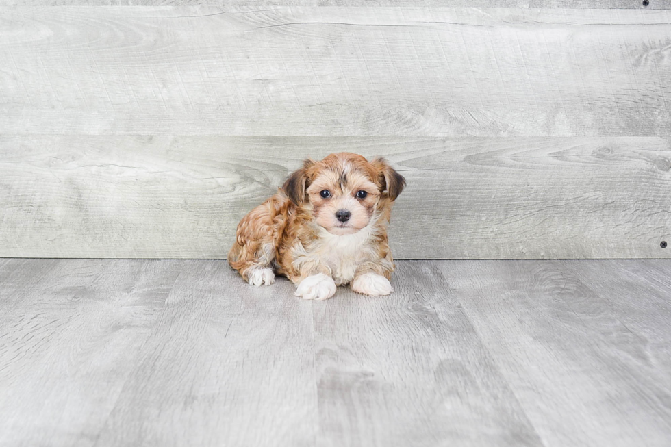 Hypoallergenic Yorkie Designer Puppy