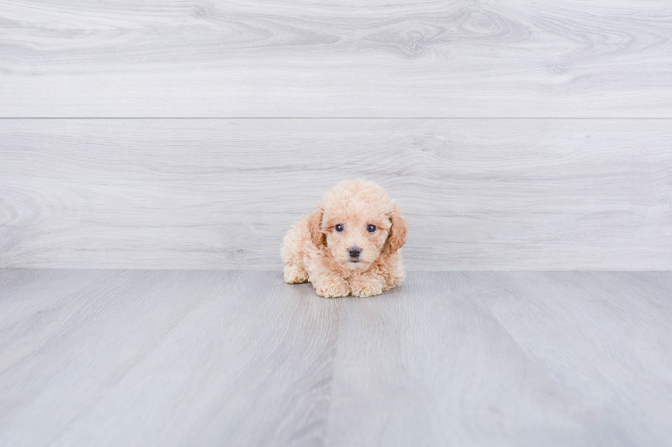 Happy Maltipoo Baby