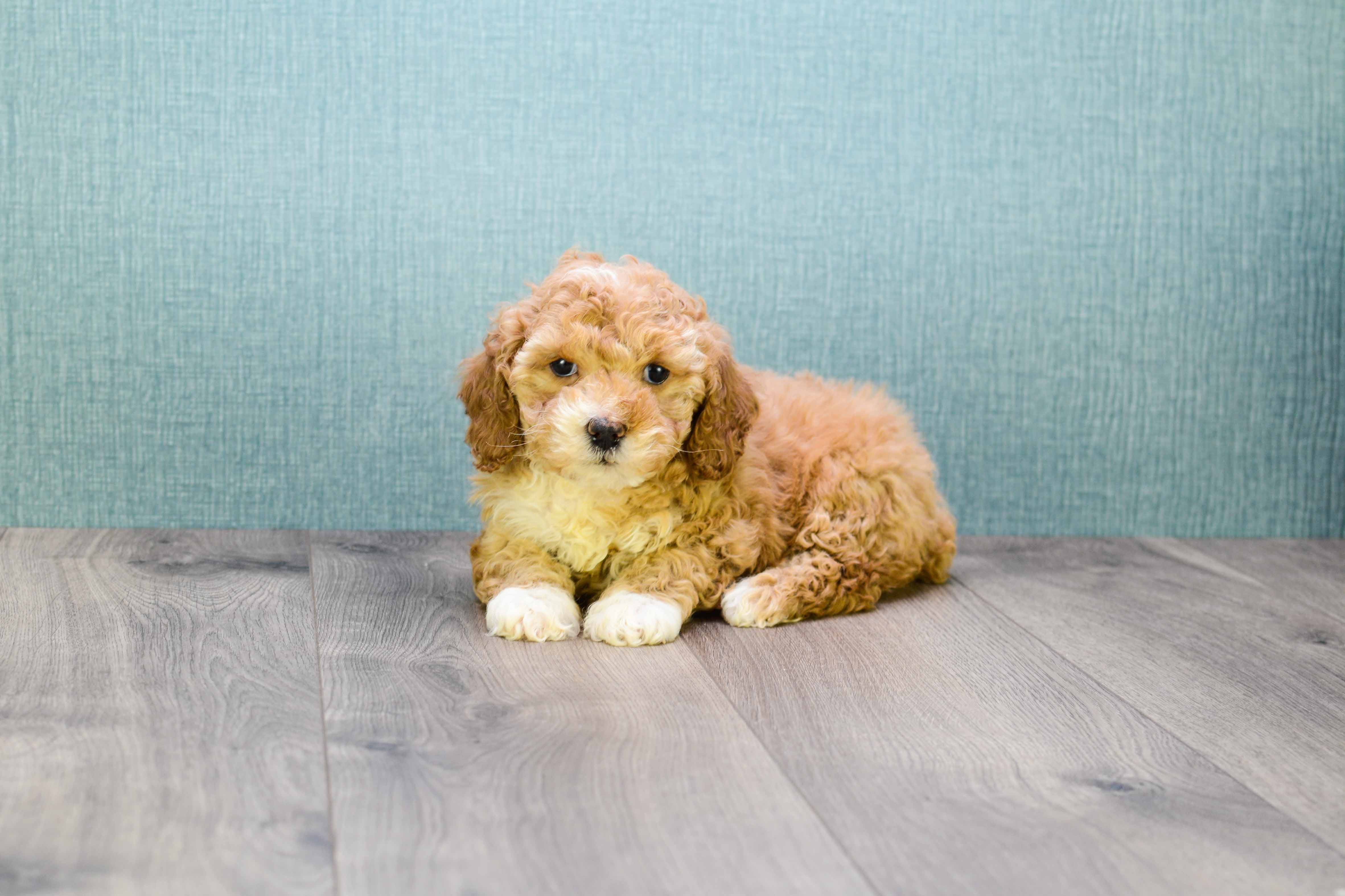Funny Cavapoo Poodle Mix Pup
