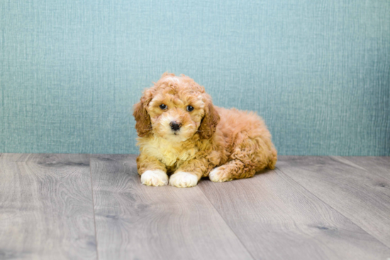 Funny Cavapoo Poodle Mix Pup