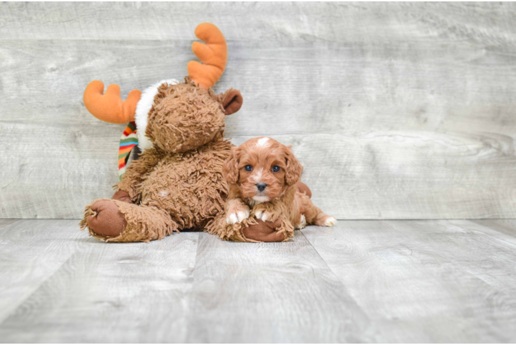 Cute Cavapoo Baby