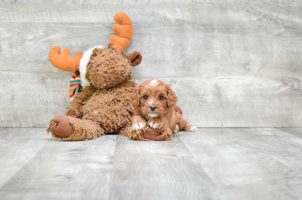 Cute Cavapoo Baby