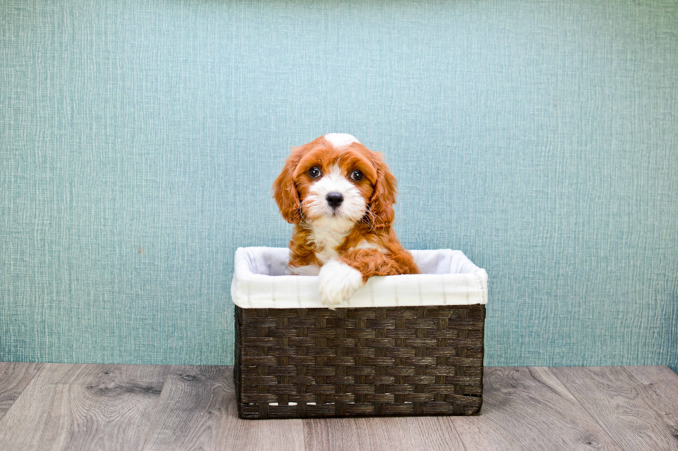 Cavapoo Puppy for Adoption