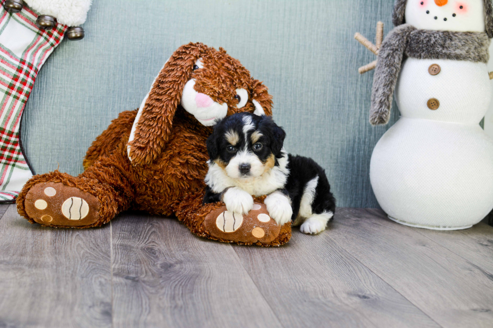 Smart Mini Aussiedoodle Poodle Mix Pup