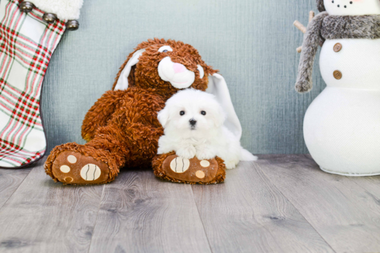 Maltese Pup Being Cute