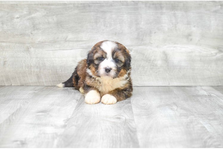 Adorable Mini Berniedoodle Poodle Mix Puppy