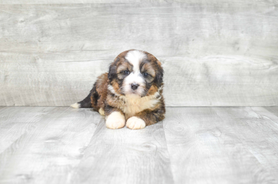 Adorable Mini Berniedoodle Poodle Mix Puppy