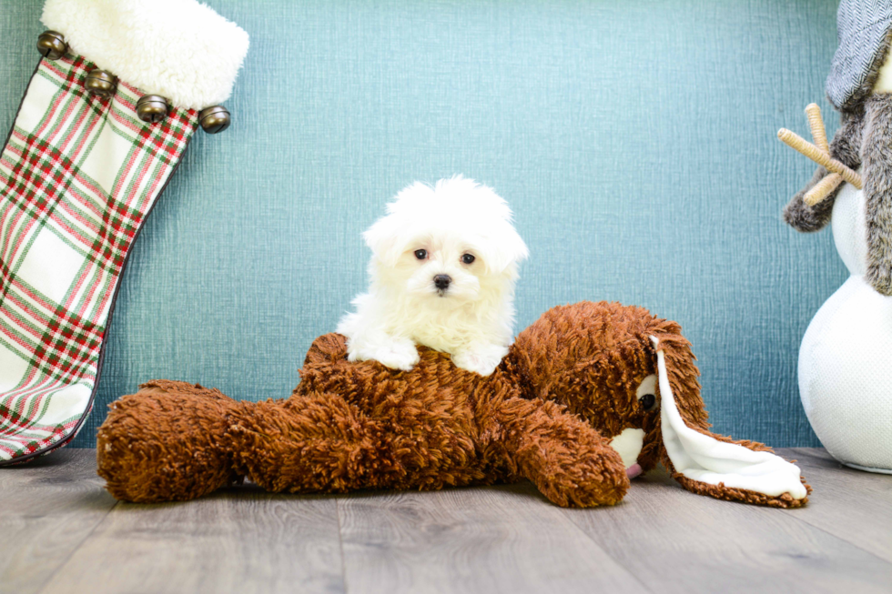 Meet Teacup-Hunter - our Maltese Puppy Photo 