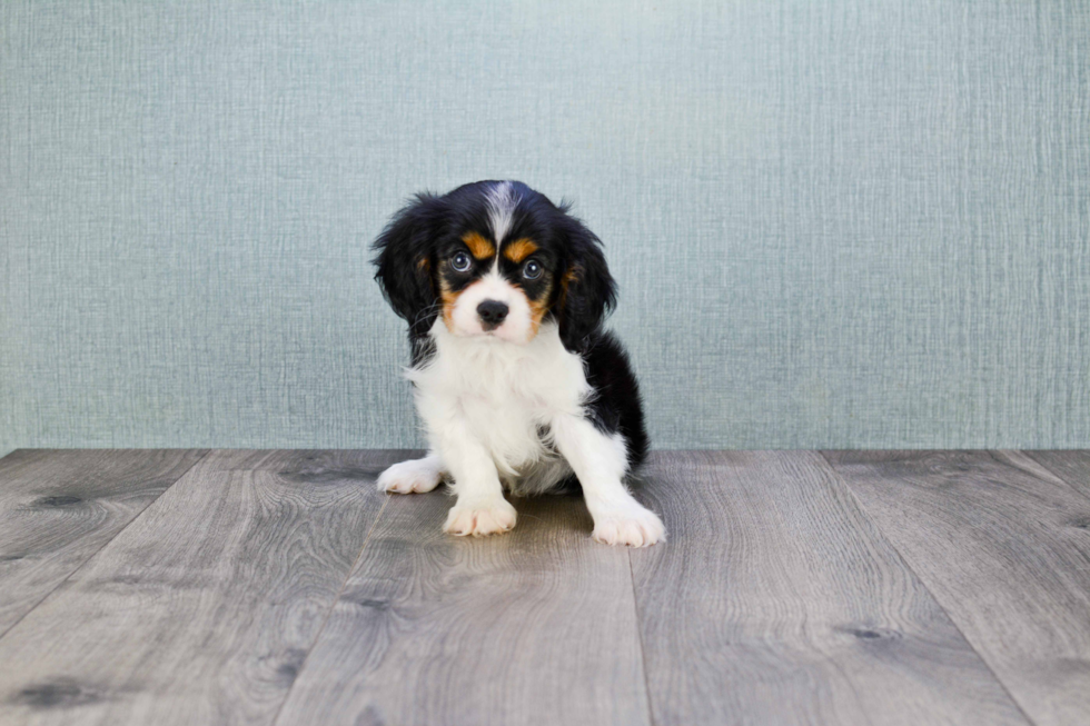 Hypoallergenic Cavalier King Charles Spaniel Baby