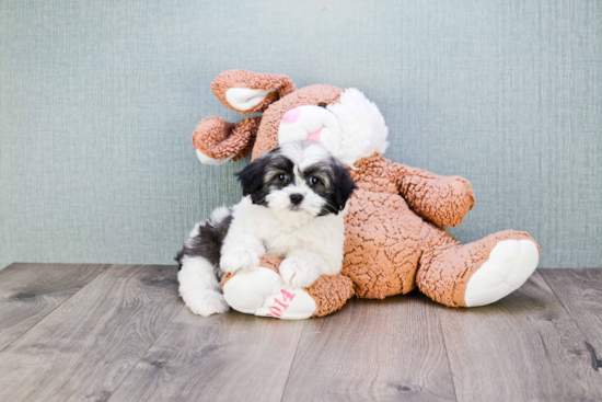 Small Havanese Baby